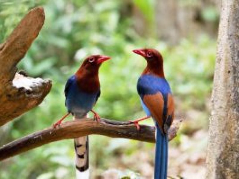 Exploring Sri Lankan Birds