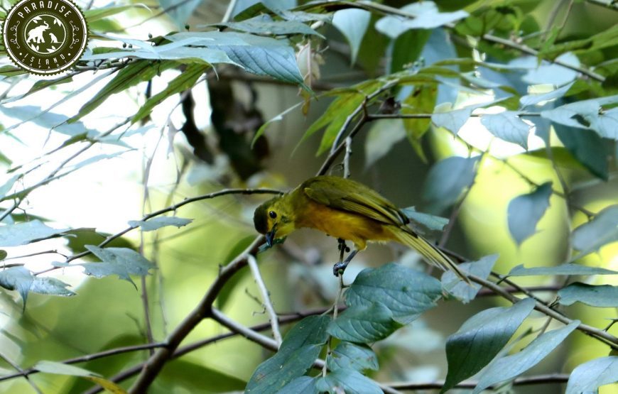 Bird watching in Udawattekele Sanctuary