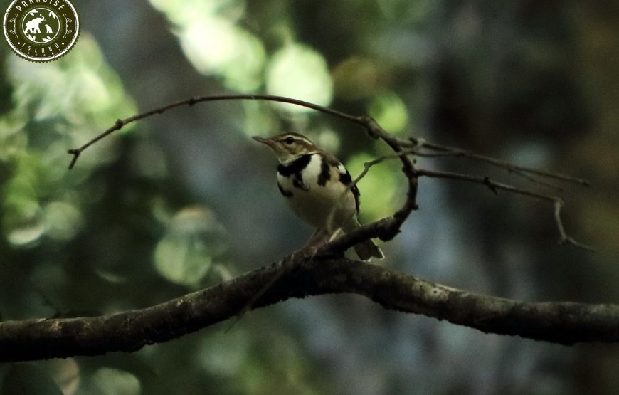 Bird watching in Udawattekele Sanctuary